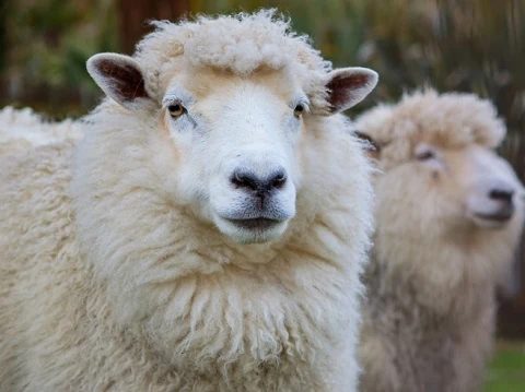 Merino får fra New Zealand